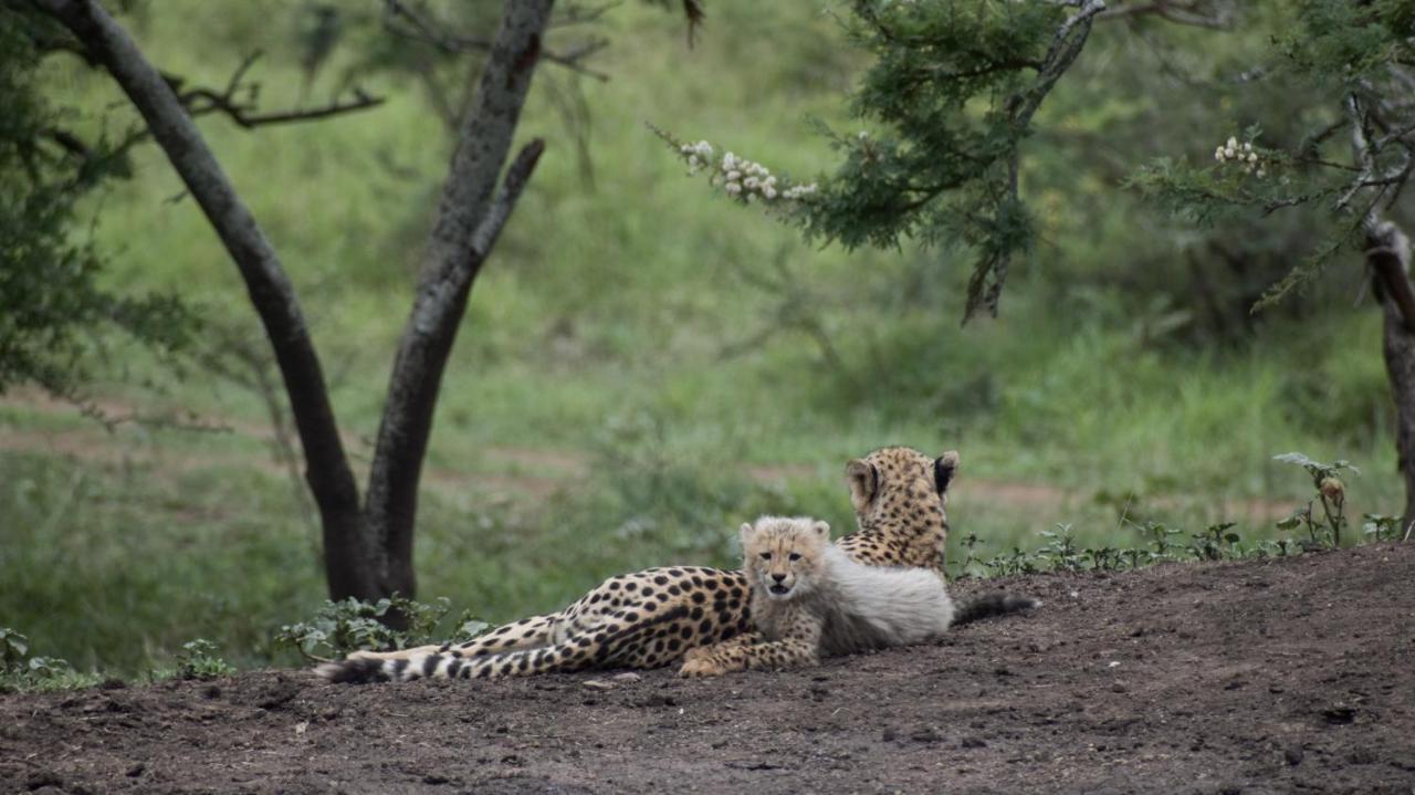 African Spirit Game Lodge Mkuze Екстериор снимка